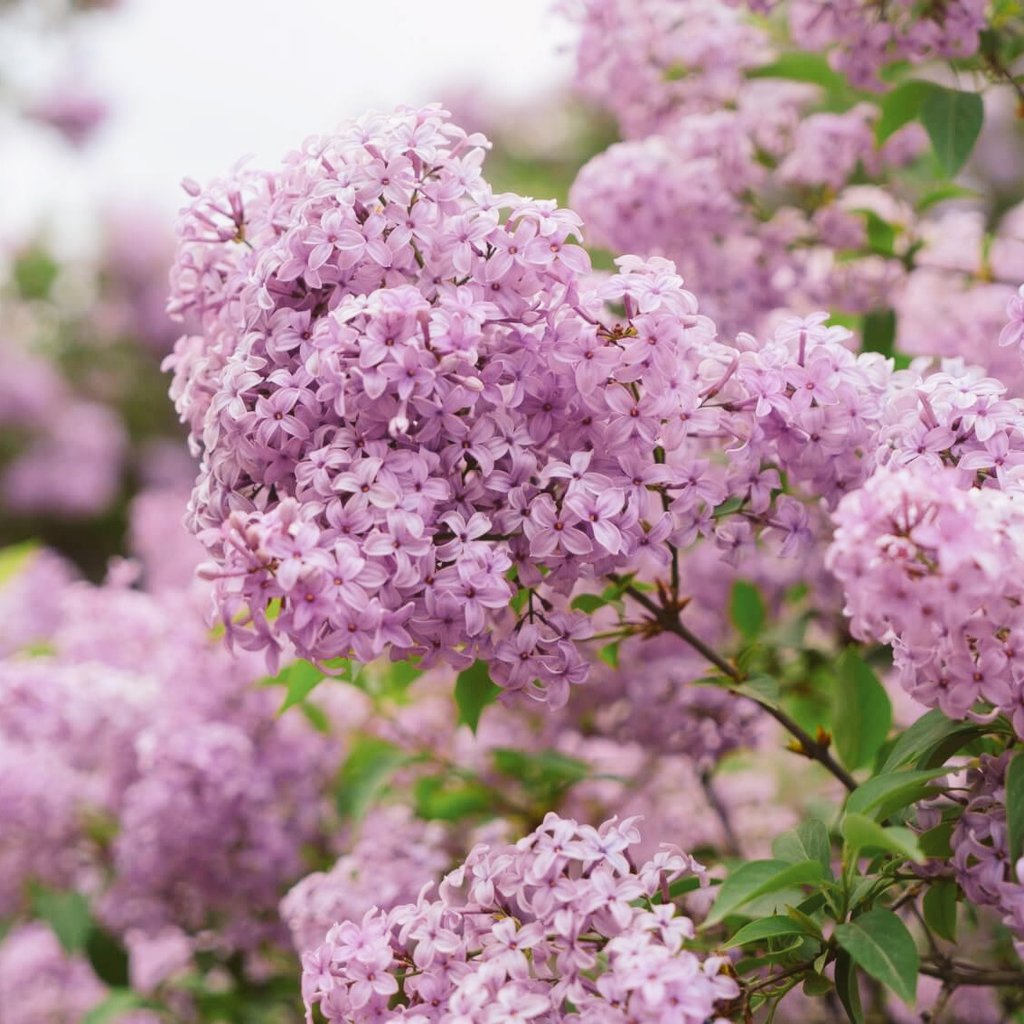 ManeskinFlowers's tweet photo. 📨: anon
╰▸💌: @TEATRODEIRA
✎: these flowers are to bribe you to like bearded alex and to say ur amazing even though you have 0 taste but ily still have a great day and ur the coolest mf out there my babeh alexa chung
⚘ : lilac flowers https://t.co/ZYJuGA9OLY