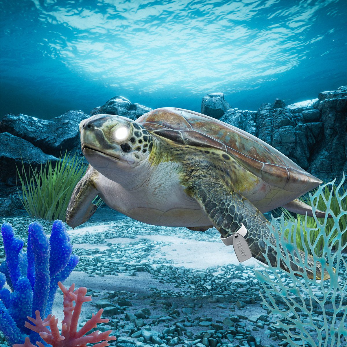 Turtle #509 was just bought 🙌 Congrats to the new owner!

For JUST 0.20 SOL ($19.67) 💰

The Sea Floor is Rising!
solscan.io/token/HeSc9qrM…