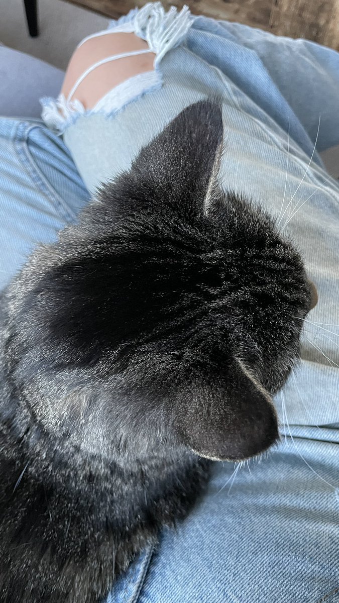 anyone else obsessed with the tops of cats heads