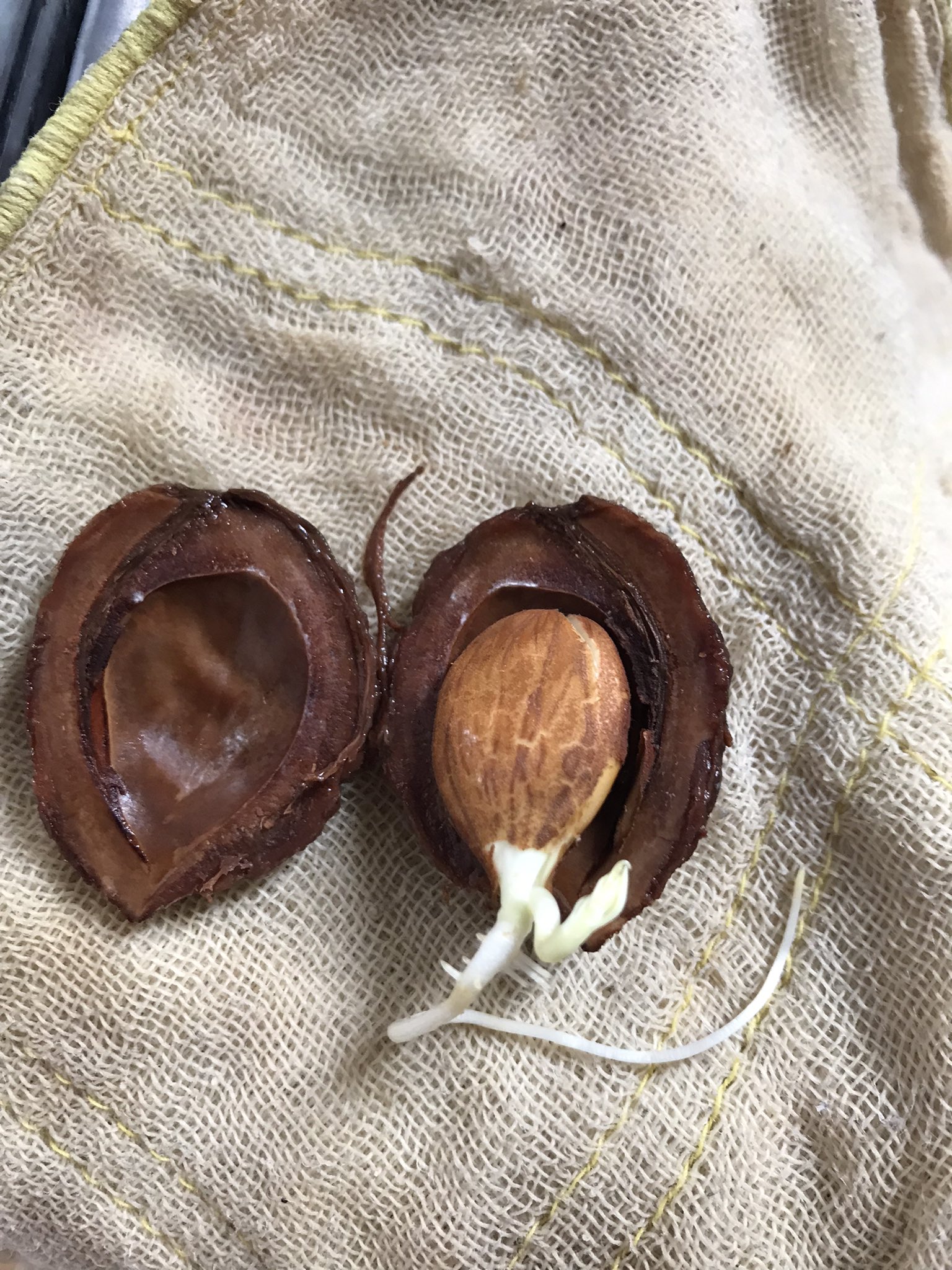 桃の種 Twitter Search Twitter