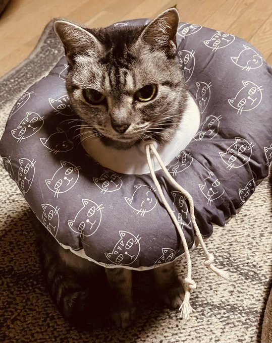 新しく買ったエリザベスかわよ 