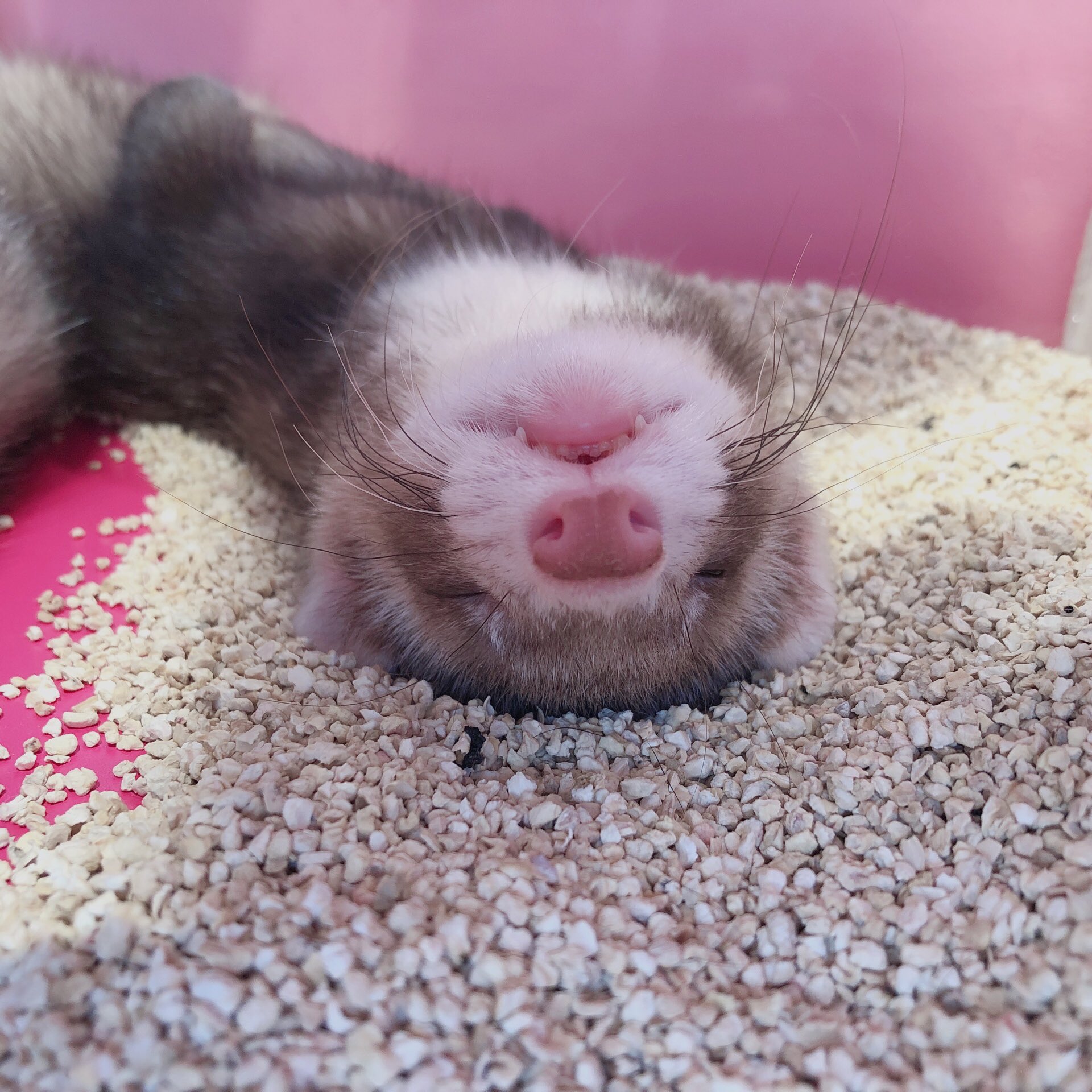 原宿かわいい動物園 スヤスヤ爆睡中のフェレットさん 独特な寝方も可愛いすぎる 原宿かわいい動物園 フェレット フェレットのいる生活 フェレット大好き フェレットベビー マーシャルフェレット マーシャルフェレットベビー セーブルミット