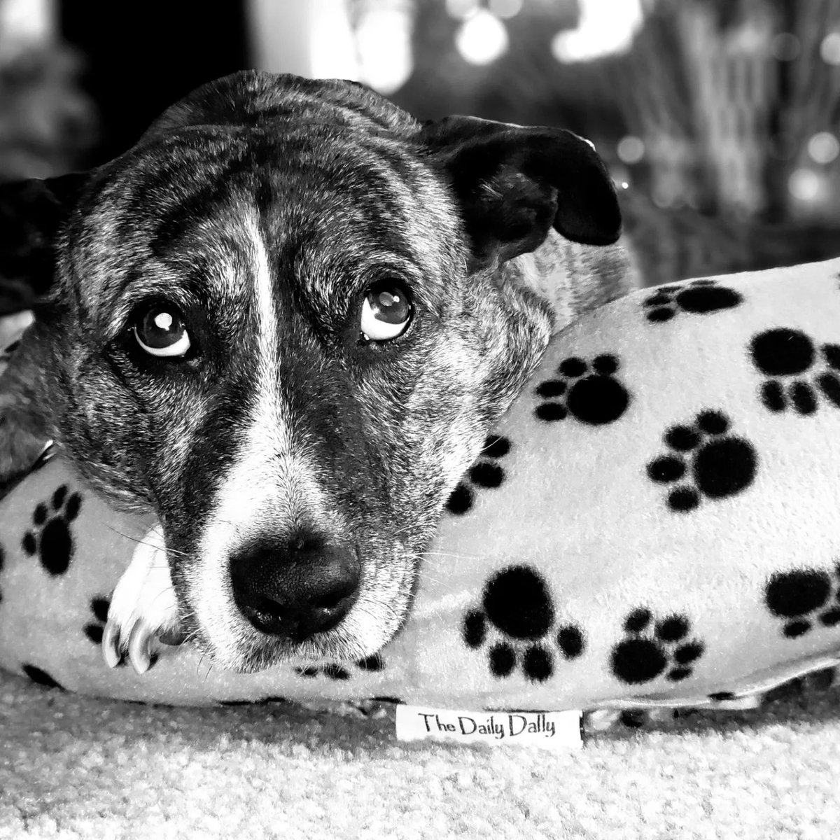 apecchioni's tweet photo. Sasha got her #dailydallypetpillow. She loves it!
https://t.co/Dh00FFxSOM https://t.co/cnMl2t4hes