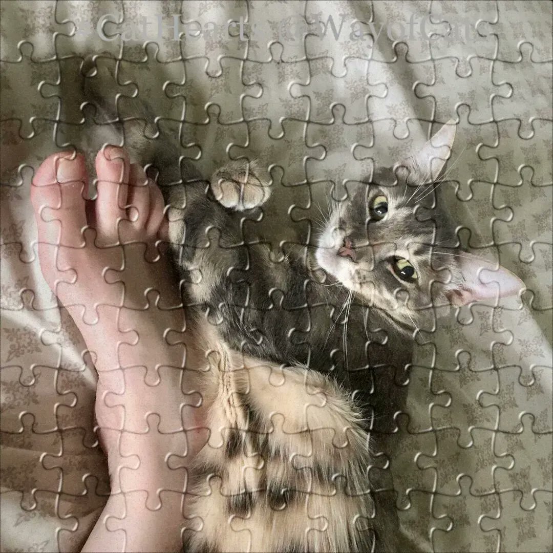 WayofCatsbook's tweet image. Why science gets cats wrong so often. - Enlightenment at the Way of Cats buff.ly/2xfIdME

Scientists set up experiments without considering how cats work. Doomed to failure. 
#CatScience #CatLovers #CatsOfTwitter #CatHearts