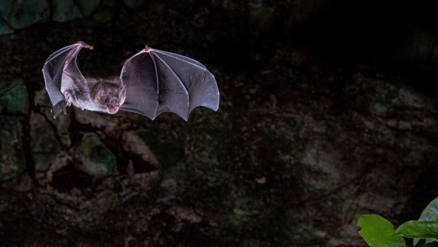 CTVNews's tweet photo. Scientists figure out how vampire bats got a taste for blood https://t.co/Ry1Z0tObnF https://t.co/0alaX77DtP