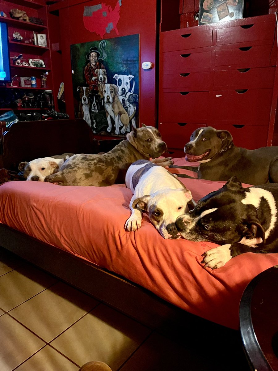 ShortyRossi's tweet photo. It’s good to be home! ❤️
#herculeslives #pitbull #pitboss #shortyrossi #shortysrescue #cigars #cigar #TitosHandmadeVodka #VodkaForDogPeople #lucypet #metropaws #goughnuts #RedRoof #RedRoofLuvsPets #PetFriendly #PetFriendlyHotel #handsongloves #bullterrier #dogoargentino https://t.co/7ijTH9DxnY