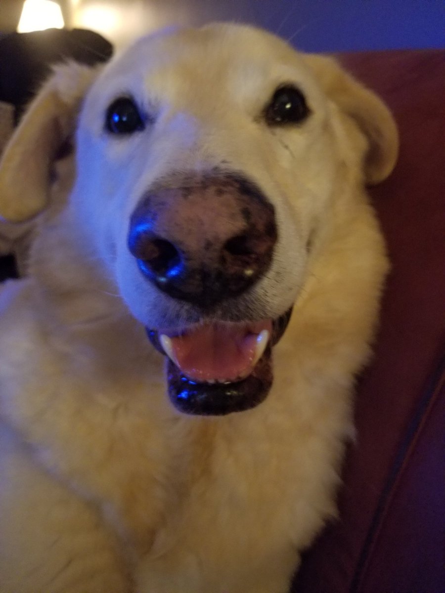 Nice Guy Jake tweet media