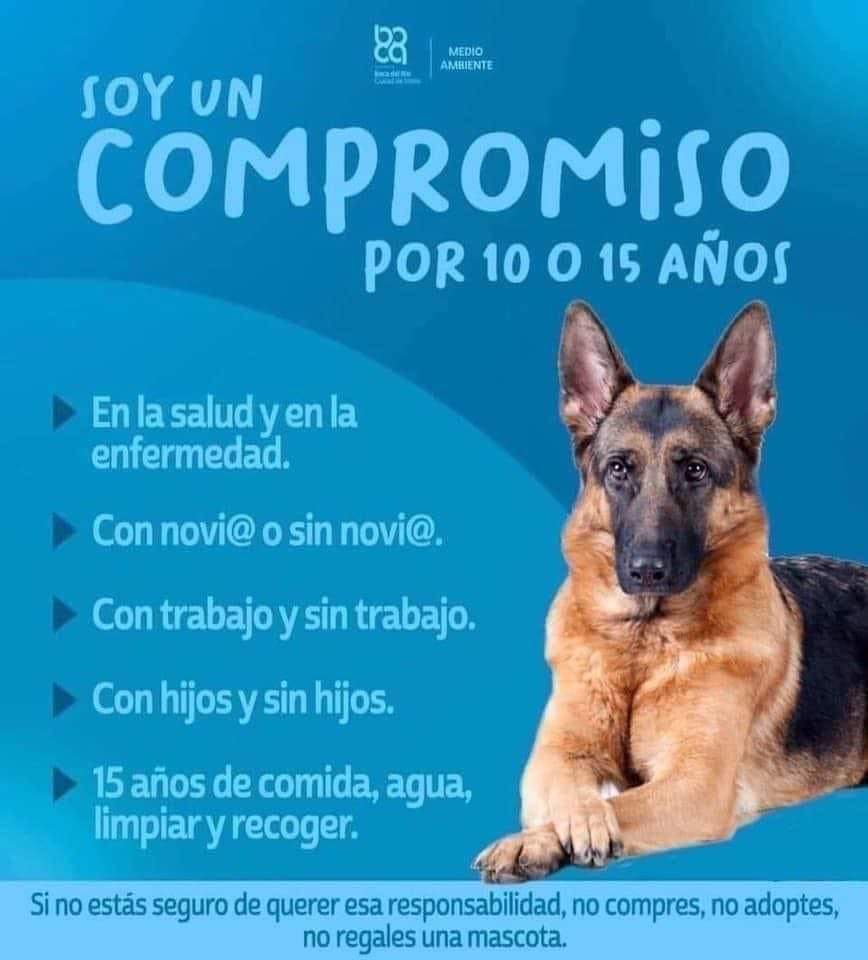 Perroslovers's tweet photo. Son un compromiso por 10 o 15 años. No son un juguete, piénsalo bien 👌🏻💯🐶❤️ https://t.co/JdJDXmxYcA