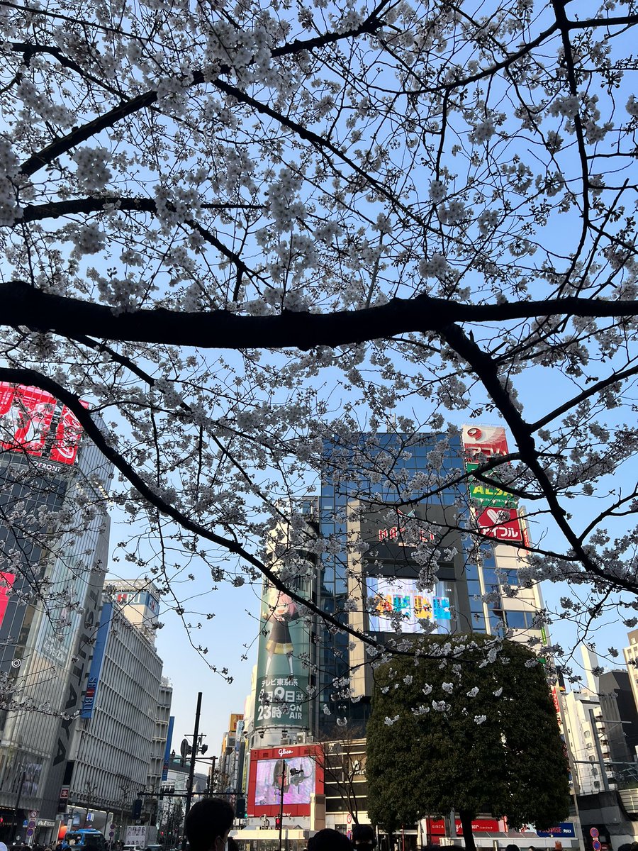 今日は曇っていて急に雨が降ったりで安定しませんが、ギリお花見出来そうですね。画像は昨日の5時ごろのハチ公前の桜です。本日の焚火家も宜しくお願い致します🙇🏻