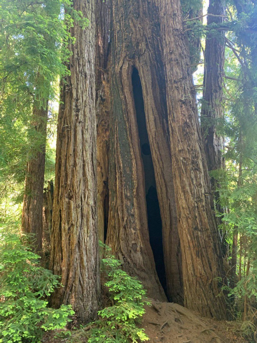 CAStateParks's tweet photo. As #CAStateParks & Marin County Fire Dept. continue to investigate the cause of yesterday's fire at #SamuelPTaylorSP, we'd like you to share your memories of the #PioneerTree, one of the remaining old growth redwoods here.
๐ธ 1: Today 3/25
๐ธ 2: June 2021
#PioneerTreeMemories https://t.co/sww9Rwx5SB