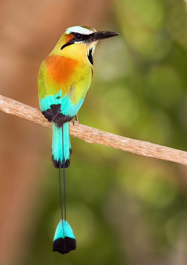 Earth's Natural Beauty - each day sharing a reminder of the miracle of our planet 

Turquoise Bowed Mot Mot - National Bird of Nicaragua