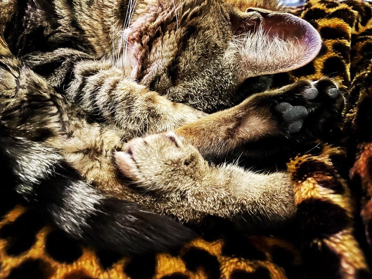 JKendrickAuthor's tweet photo. Friday night cuddles. 💕
#furbaby #fridaynightvibes #kittycatsofinstagram https://t.co/neKTxF8t2U