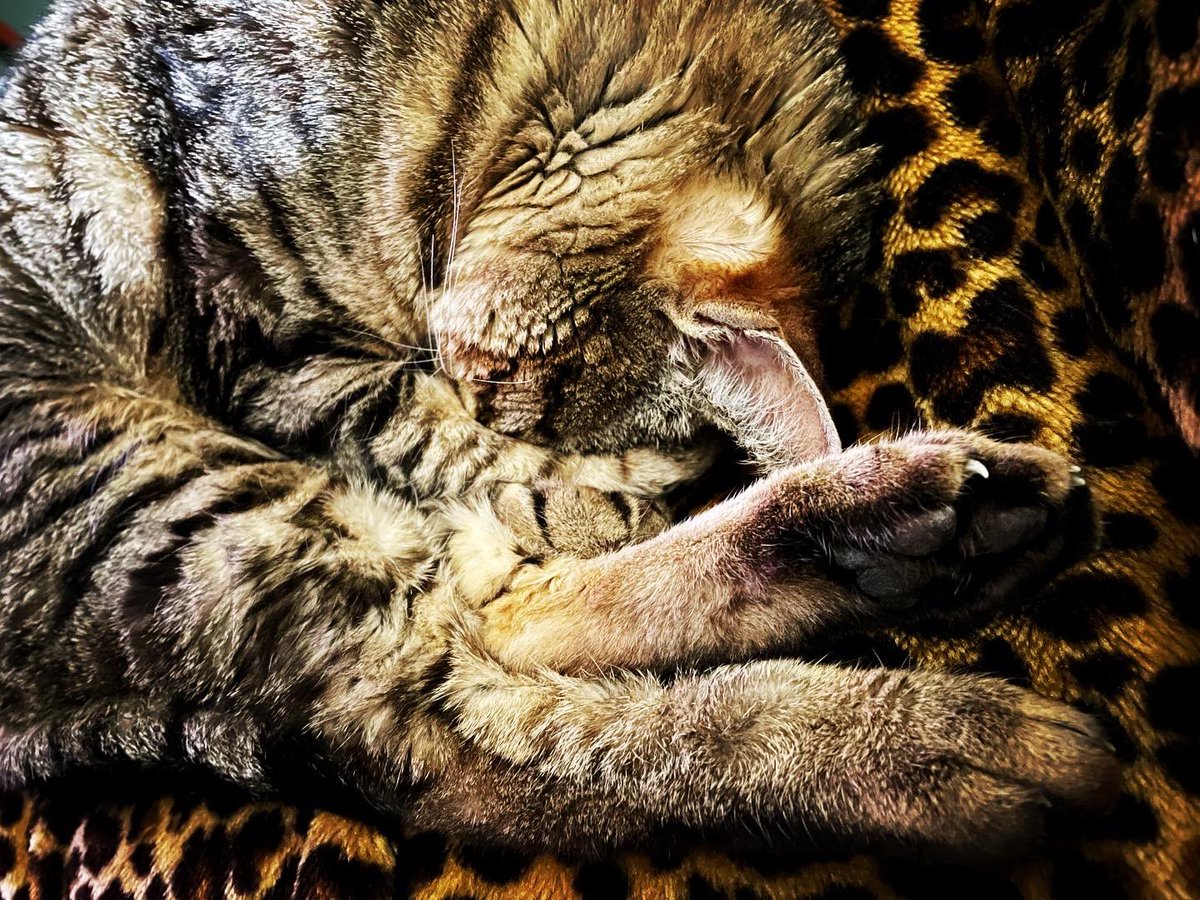 JKendrickAuthor's tweet photo. Friday night cuddles. 💕
#furbaby #fridaynightvibes #kittycatsofinstagram https://t.co/neKTxF8t2U