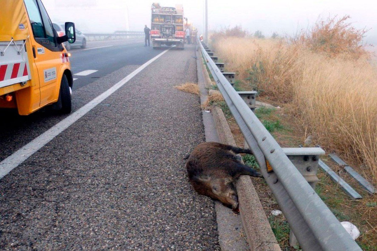 A l'inici de primavera, quan moltes espècies surten del repòs hivernal, quan tot floreix i es torna +dinàmic, quan tornem a trobar fauna salvatge atropellada, és hora de recordar la problemàtica de la fragmentació ecològica, per posar-hi remei. Obro fil de síntesi per Catalunya👇