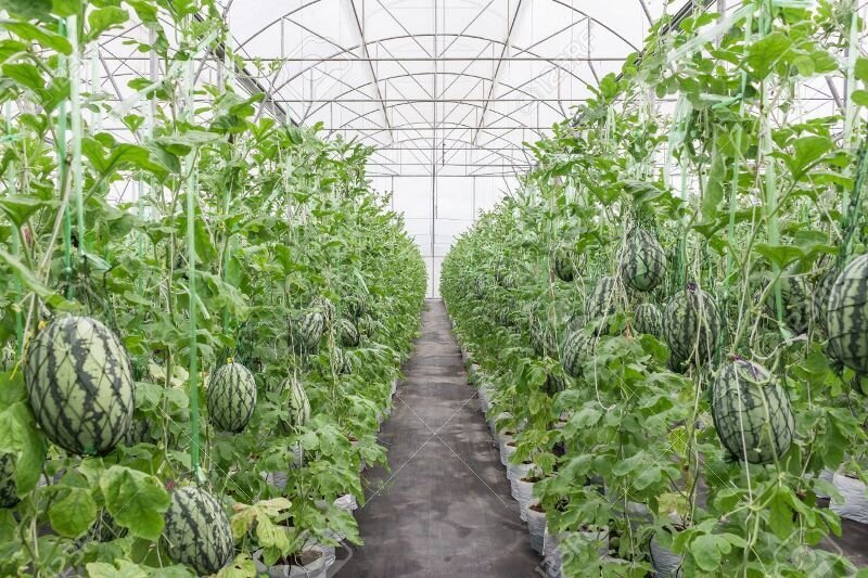 This is #watermelon modern #farming. It is really amazing and highly profitable for sure.