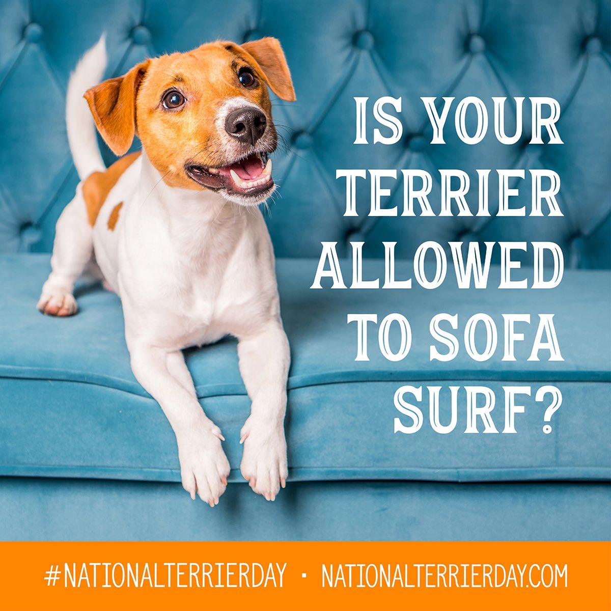 Saturday, the pawfect sofa surfing day, hope you are still snoozing on the sofa this morning, terrier pals 😘

#nationalterrierday #terriertakeover #dogsoftwitter #SaturdayMorning #terriers #sofasurfing