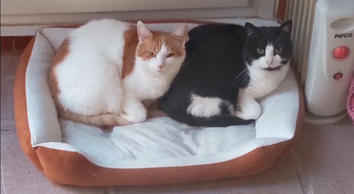 GoofyGiri's tweet photo. #CatsOnTwitter 
#animals 
THIS is THEIR 2 Favourite Looks..
One WHEN They Like U... Attitude of ..U Are Ok.
The Other One When They Actually Show They Dislike You &amp; Shoo U Away 😀 https://t.co/VlcYBubrWn