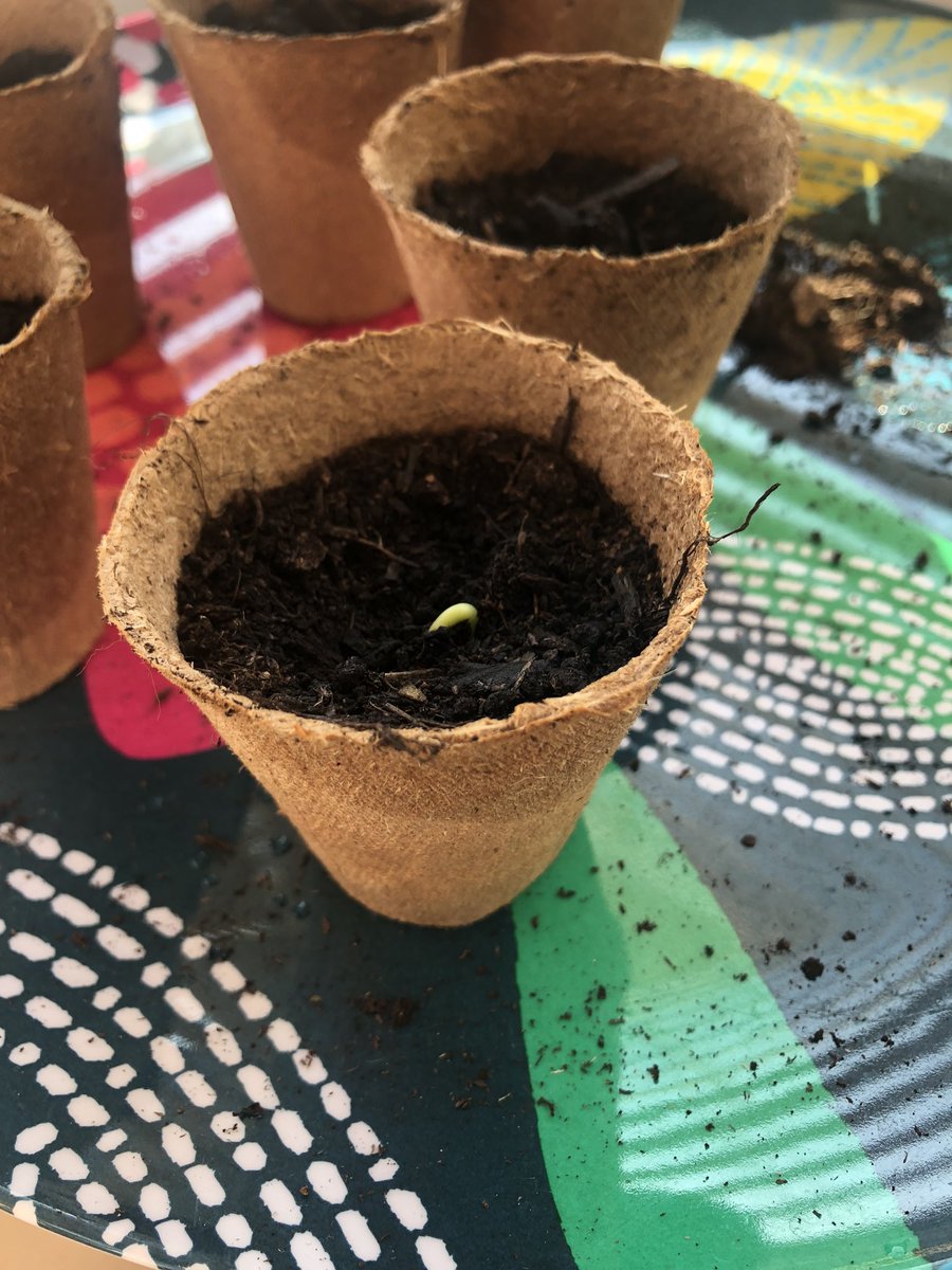JoanneCorey's tweet photo. @MoorlandsHudds first sign of sunflower life 🌻#GROWTH #BritishScienceWeek https://t.co/f6fkHJR6XC