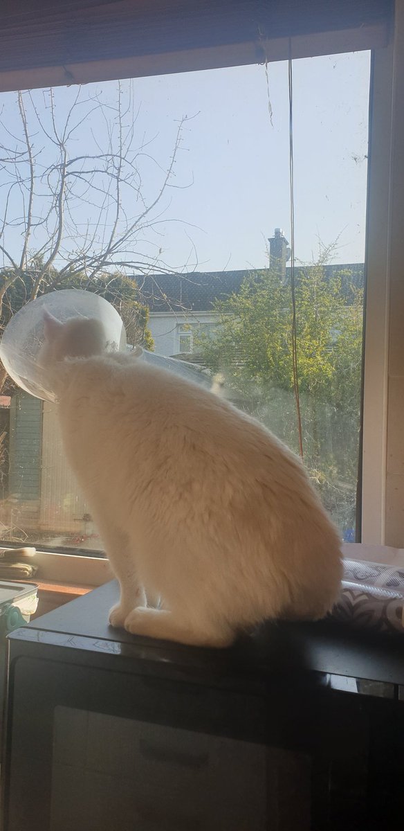 Dr Sorcha Healy tweet media