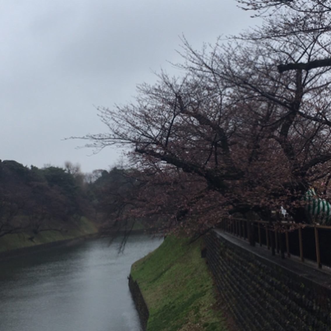 shigerji's tweet photo. 左 2022/3/22
中 2022/3/25
右 2022/3/26
時間毎にあっという間に変わります。
#cherryblossom #hanami #chidorigafuchi #chiyoda #japan #springinjapan #springintokyo #春 #インド大使館 #千代田区 #花 #お濠 #皇居 #靖國通り https://t.co/Wo2jjO1GQE