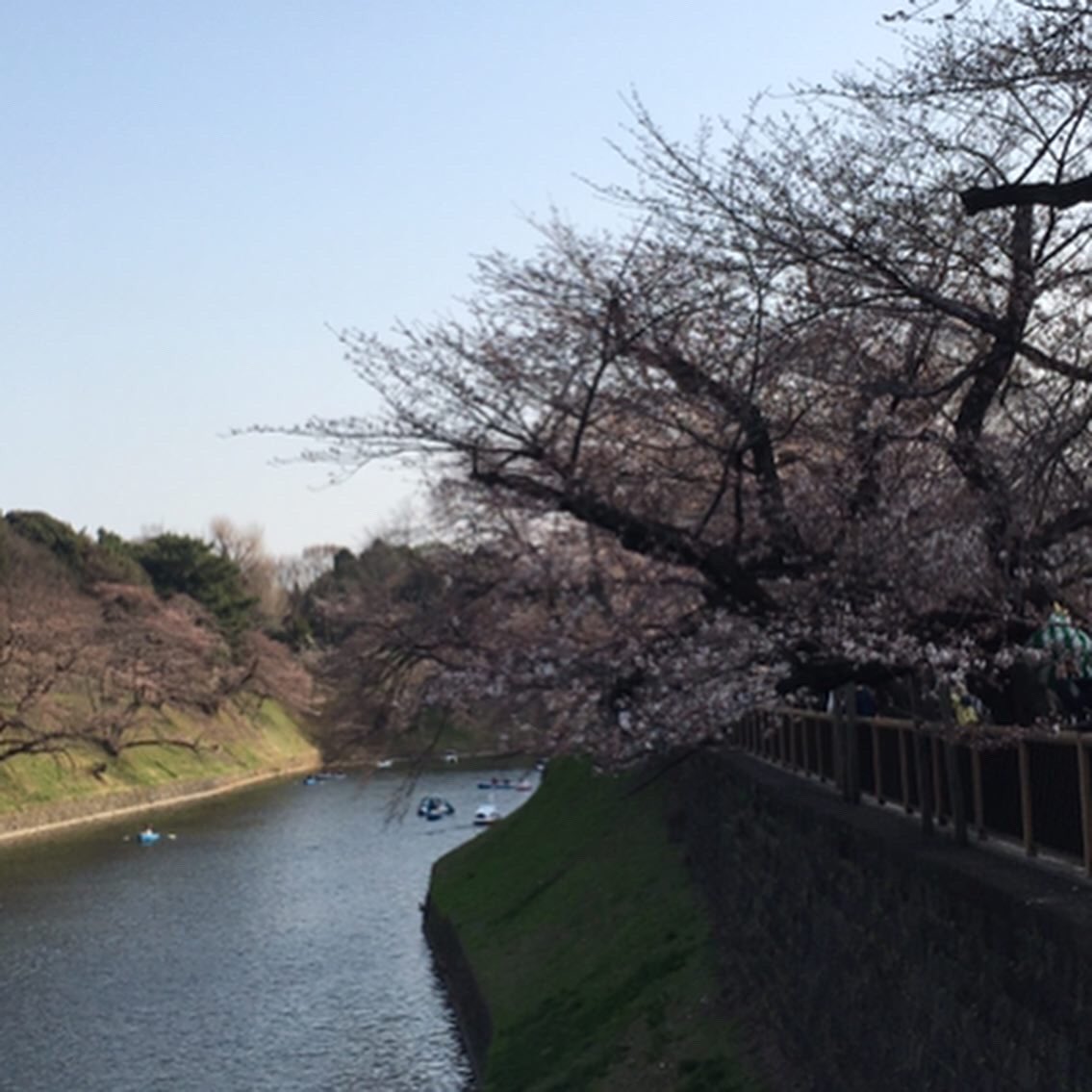 shigerji's tweet photo. 左 2022/3/22
中 2022/3/25
右 2022/3/26
時間毎にあっという間に変わります。
#cherryblossom #hanami #chidorigafuchi #chiyoda #japan #springinjapan #springintokyo #春 #インド大使館 #千代田区 #花 #お濠 #皇居 #靖國通り https://t.co/Wo2jjO1GQE