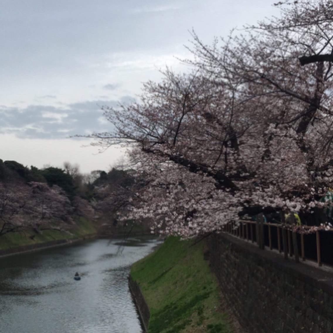 shigerji's tweet photo. 左 2022/3/22
中 2022/3/25
右 2022/3/26
時間毎にあっという間に変わります。
#cherryblossom #hanami #chidorigafuchi #chiyoda #japan #springinjapan #springintokyo #春 #インド大使館 #千代田区 #花 #お濠 #皇居 #靖國通り https://t.co/Wo2jjO1GQE