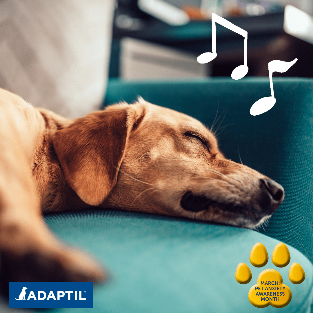 Adaptil's tweet photo. After a stressful day, the best mood lifter is a good tune 🎶 Research suggests that the same can be said for our canine friends!

Read on to find out how you can use music to help your dog feel less anxious ➡️ https://t.co/p7V9JSUtg9

#petanxiety #petanxietymonth #adaptil https://t.co/pNle5PZIy6