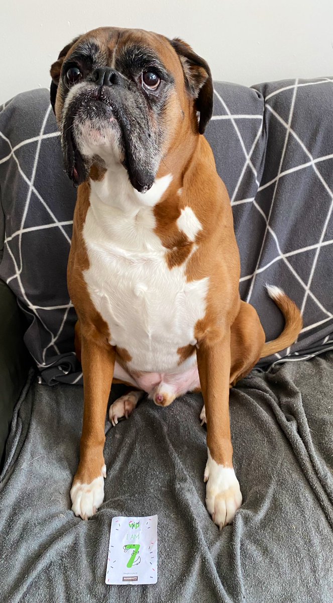 RodneyTheBoxer's tweet photo. Good Morning @PetsatHome! It’s my 7th birthday today! 🥳🎉🎂🐶 https://t.co/JE9w4GrUIC