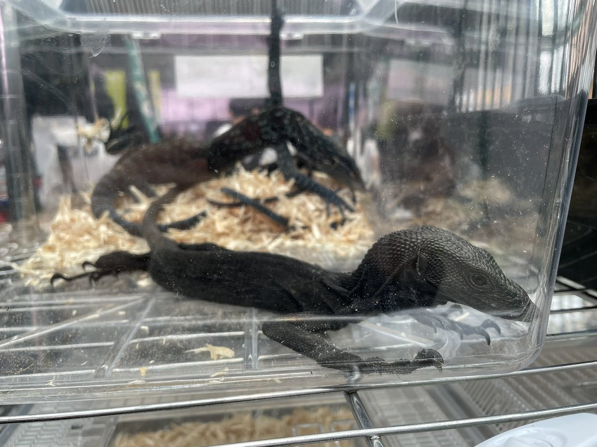 ForPet410's tweet photo. アクアリウム東京🦎🐟
モニター達とお待ちしております！

もちろんコオロギ🦗も沢山ご用意しています！
是非この機会にお尋ね下さい😆
#コオロギ
#クロコオロギ
#アクアリウム東京
#ブラックツリーモニター https://t.co/p16sPeCBM9