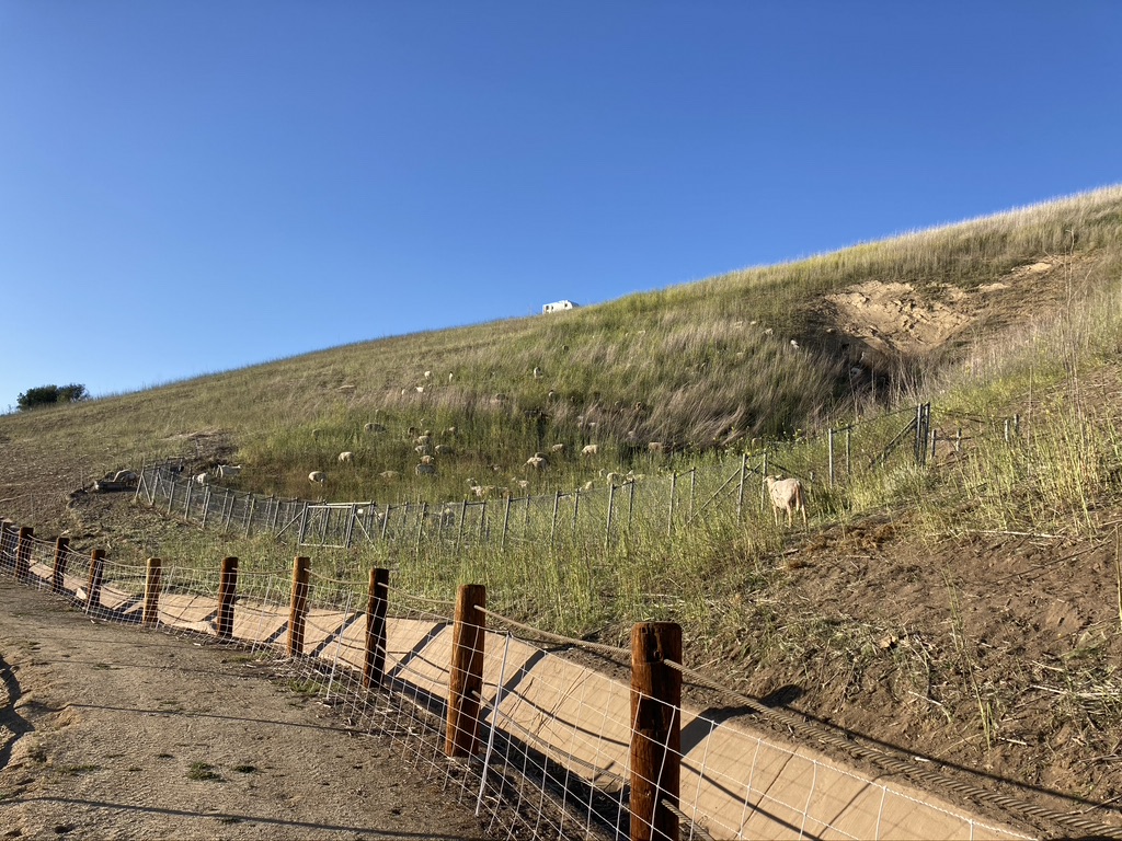 WildfirePRClub's tweet photo. We're currently having our third brush clearing in Oak Park!!!
In partnership with a Churchwood Drive Homeowner, @venturabrushgoats , and @rsrpd we are hosting a 14 acre brush clearing with goats! With community donations we are expanding the fire break to help protect ~115 homes https://t.co/U7B0atwt4B