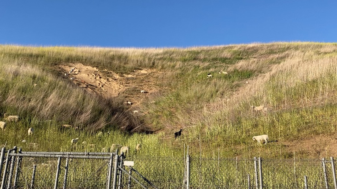 WildfirePRClub's tweet photo. We're currently having our third brush clearing in Oak Park!!!
In partnership with a Churchwood Drive Homeowner, @venturabrushgoats , and @rsrpd we are hosting a 14 acre brush clearing with goats! With community donations we are expanding the fire break to help protect ~115 homes https://t.co/U7B0atwt4B