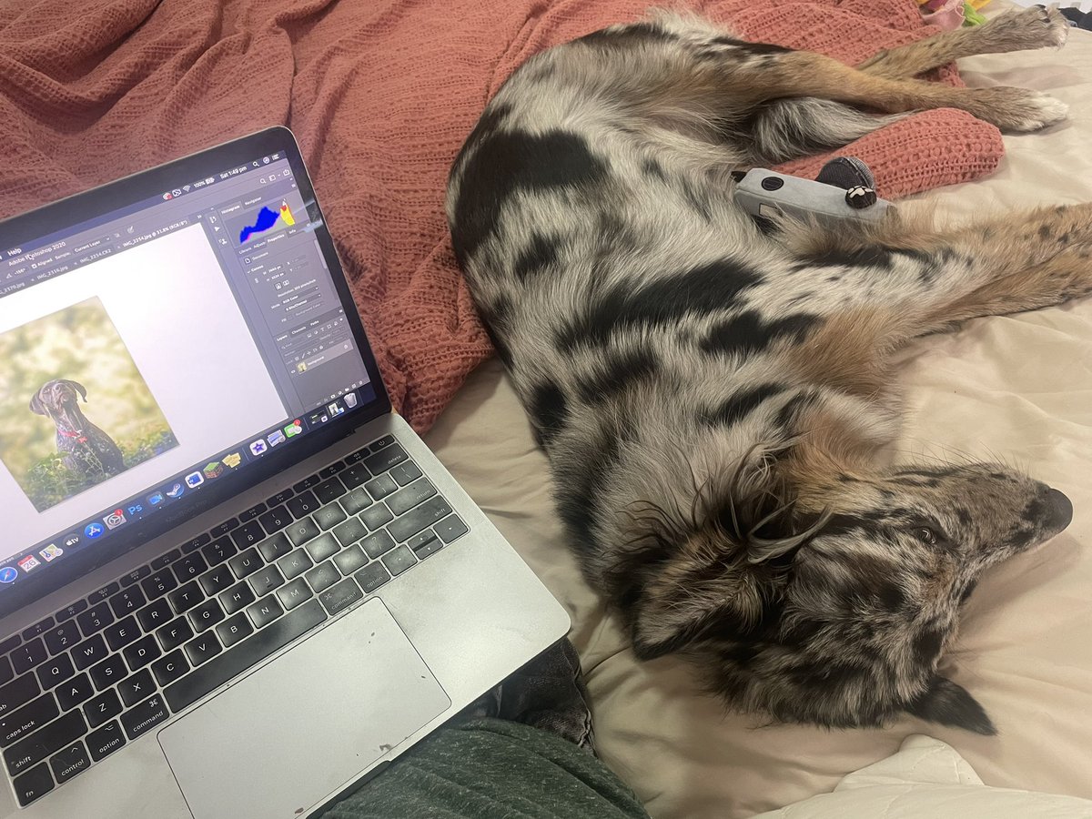 Willow and I have been in bed all day editing photos for clients 👩‍💻 what are you up to today??