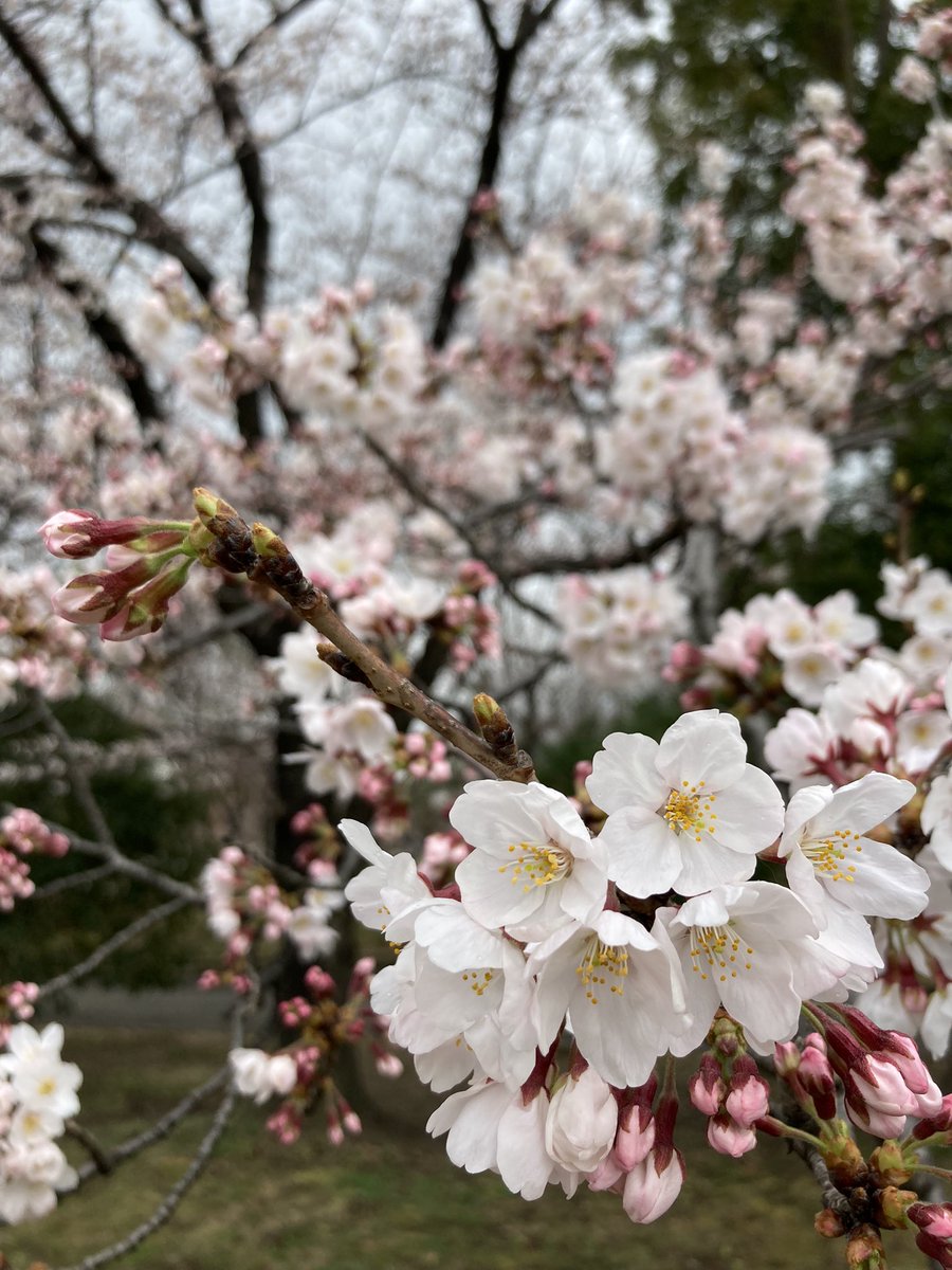 Jun_No13's tweet photo. 桜を見ながら旧中川をシャワーラン。
今日くらい暖かければ雨も気持ちいい。
#ランニング #旧中川 #桜 #VRCR https://t.co/42g1b7j52I