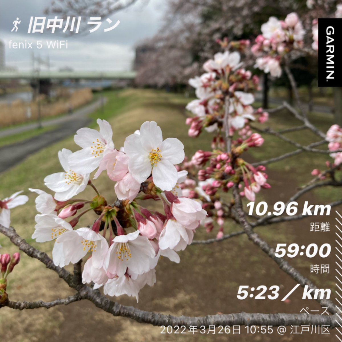 Jun_No13's tweet photo. 桜を見ながら旧中川をシャワーラン。
今日くらい暖かければ雨も気持ちいい。
#ランニング #旧中川 #桜 #VRCR https://t.co/42g1b7j52I