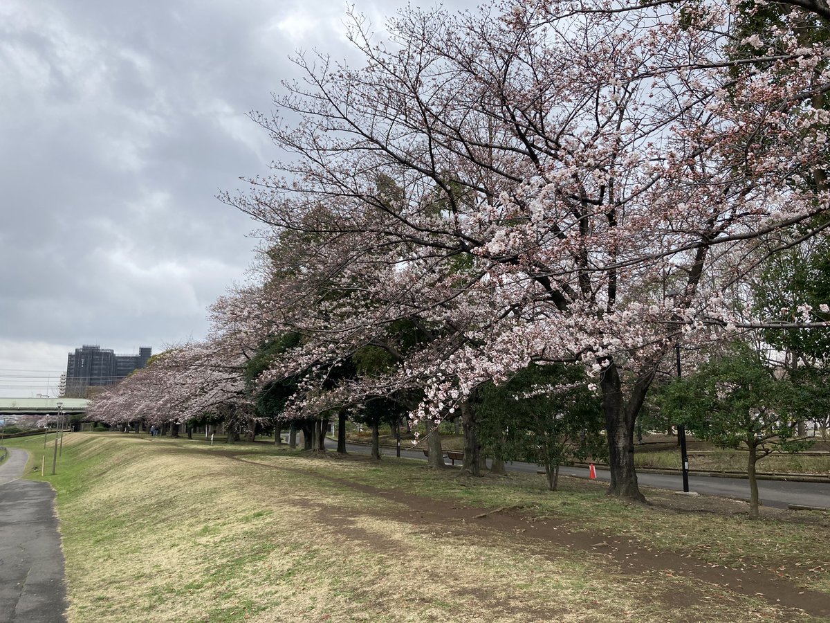 Jun_No13's tweet photo. 桜を見ながら旧中川をシャワーラン。
今日くらい暖かければ雨も気持ちいい。
#ランニング #旧中川 #桜 #VRCR https://t.co/42g1b7j52I