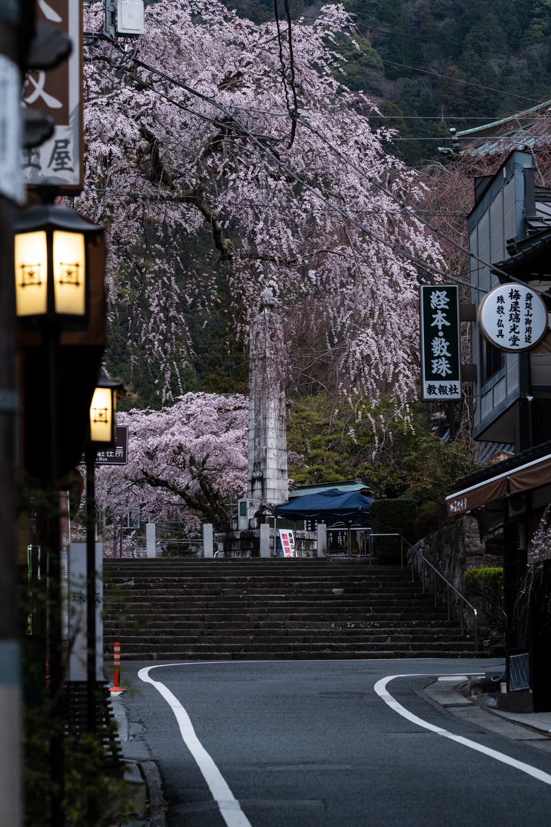 #身延山久遠寺 #枝垂れ桜 #日蓮宗 #日蓮宗総本山 #桜