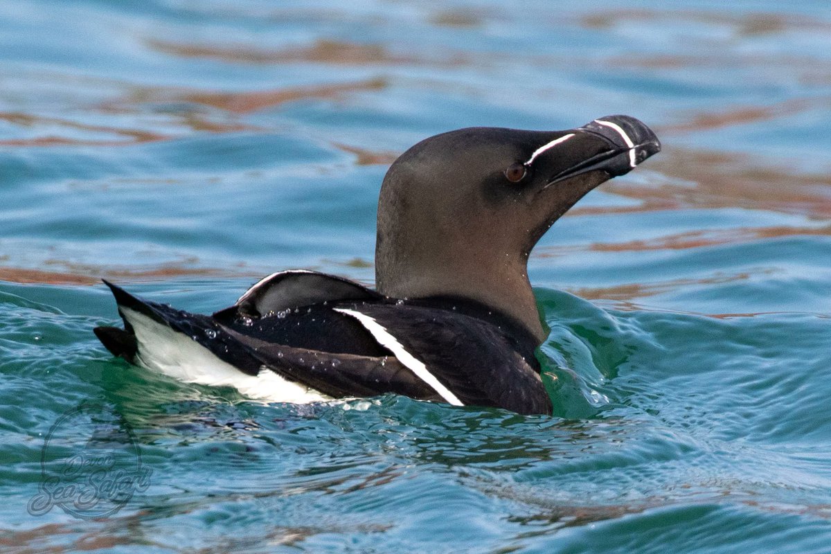 Razorbills are members of the Auk family of birds.
We are lucky enough to have a couple of colonies in our patch. 
•
•
•
#razorbill #birds #Wildlifephotography #seasafari #coast #devon #uk