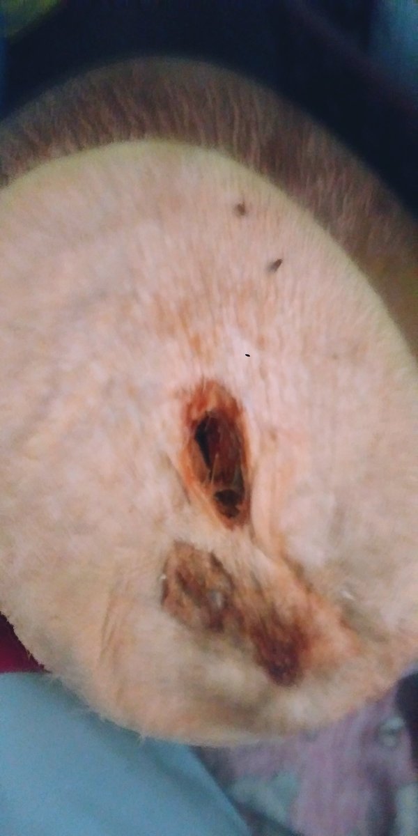 krish_sibm's tweet photo. @bigbasket_com do not send us the contaminated and worst food through BB daily...I warned you this time will ensure to face the law of land. https://t.co/ycOzowivQ5
