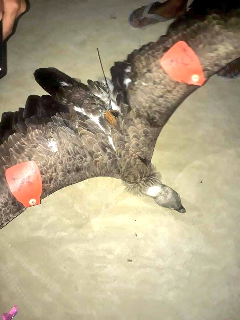 NANDANPRATIM's tweet photo. Research or intelligence?? Anxiety among people!! GPS recovered in a vulture's body as he descended from the sky in Bagsa district of Assam! https://t.co/Plb4MhAQOf
