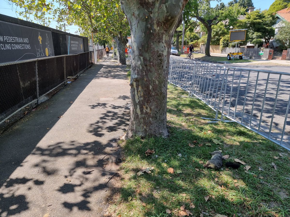 theOCguide's tweet image. I have no problem with progress. They have removed many trees at Surrey Hills for the Level Crossing Removal Project. Cause and effect - the effect being I’m finding dead possums everyday…. a bad look when they sit there for days next to LXR project entrances.