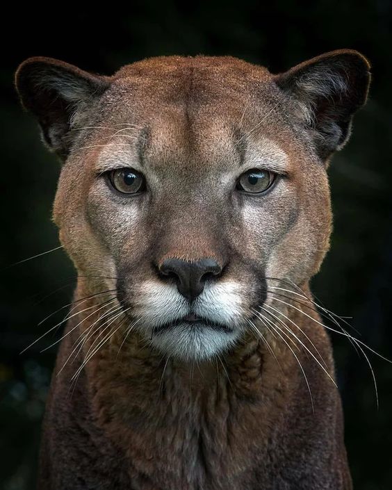 What my friends ?
#photos #photography #animals #puma