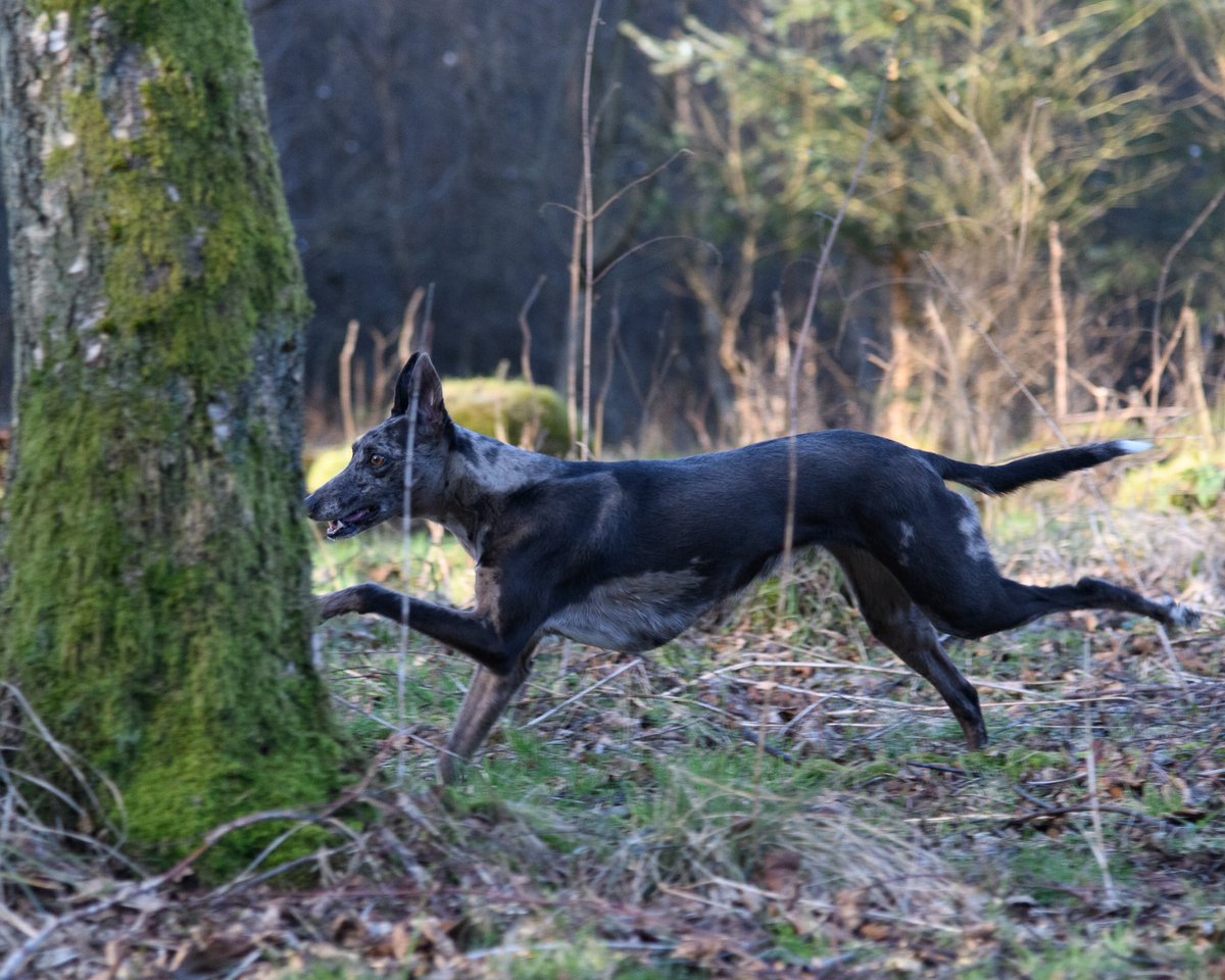lurcherwork's tweet image. #runningdogs #workingdogs #kelpiecross #merle #lurchers