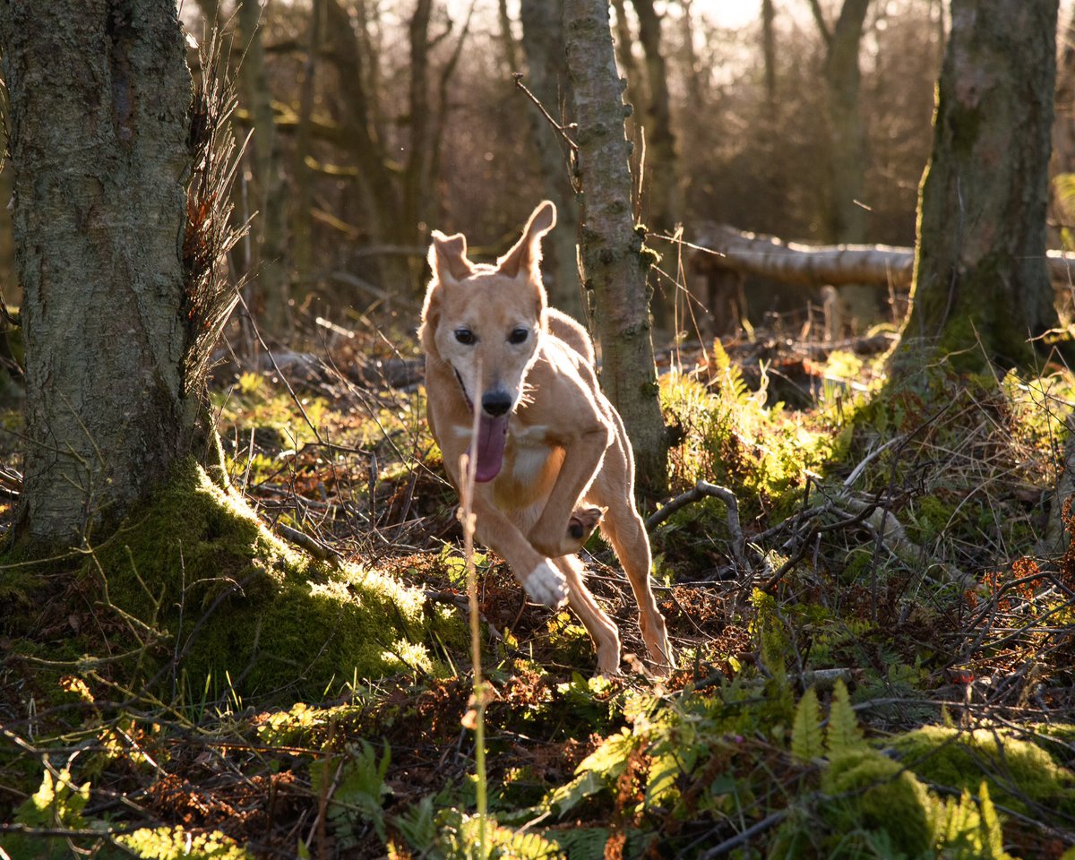 lurcherwork's tweet image. #runningdogs #workingdogs #kelpiecross #merle #lurchers