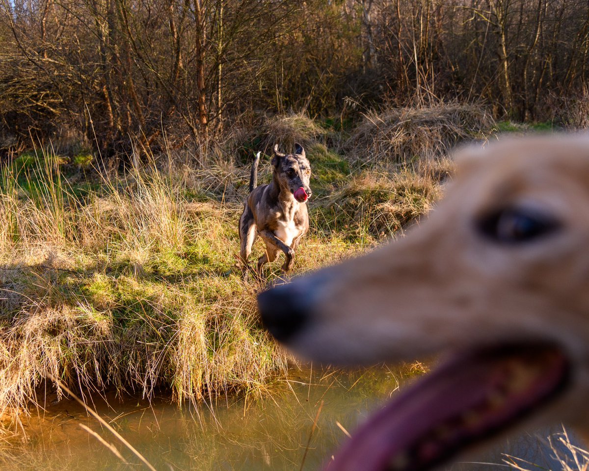 lurcherwork's tweet image. #runningdogs #workingdogs #kelpiecross #merle #lurchers