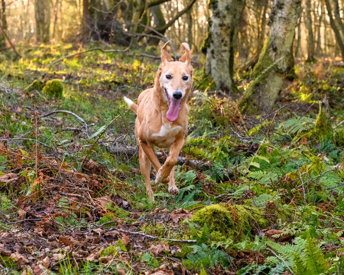 lurcherwork's tweet image. #runningdogs #workingdogs #kelpiecross #merle #lurchers