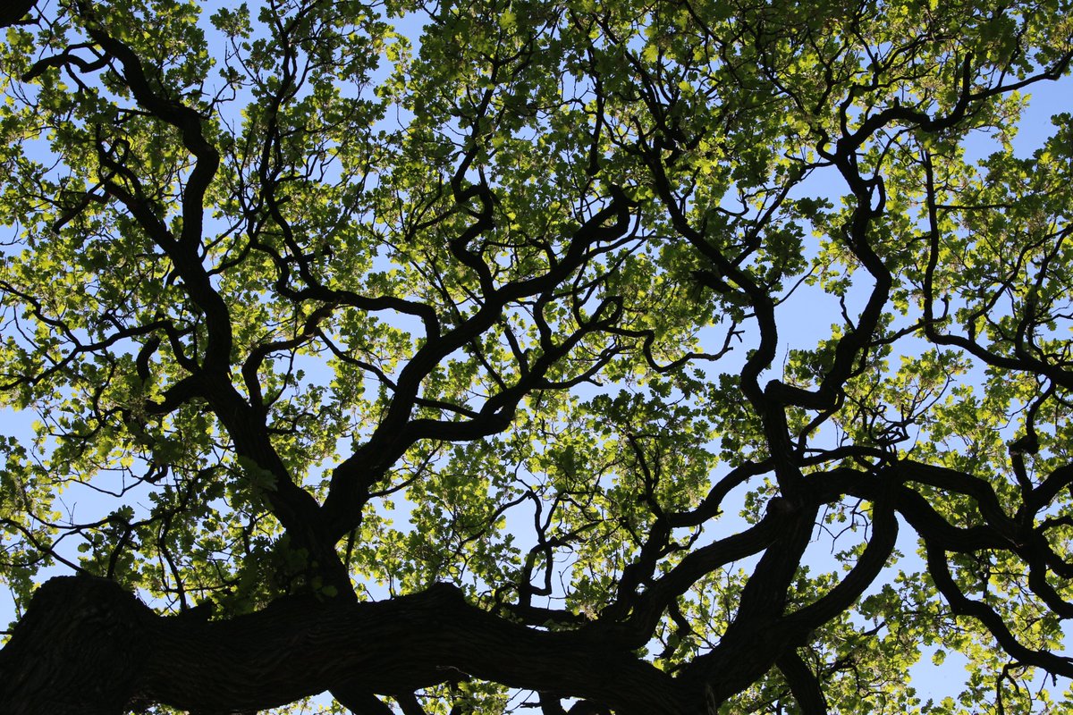 Adam Treeshepherd Rutsch tweet media