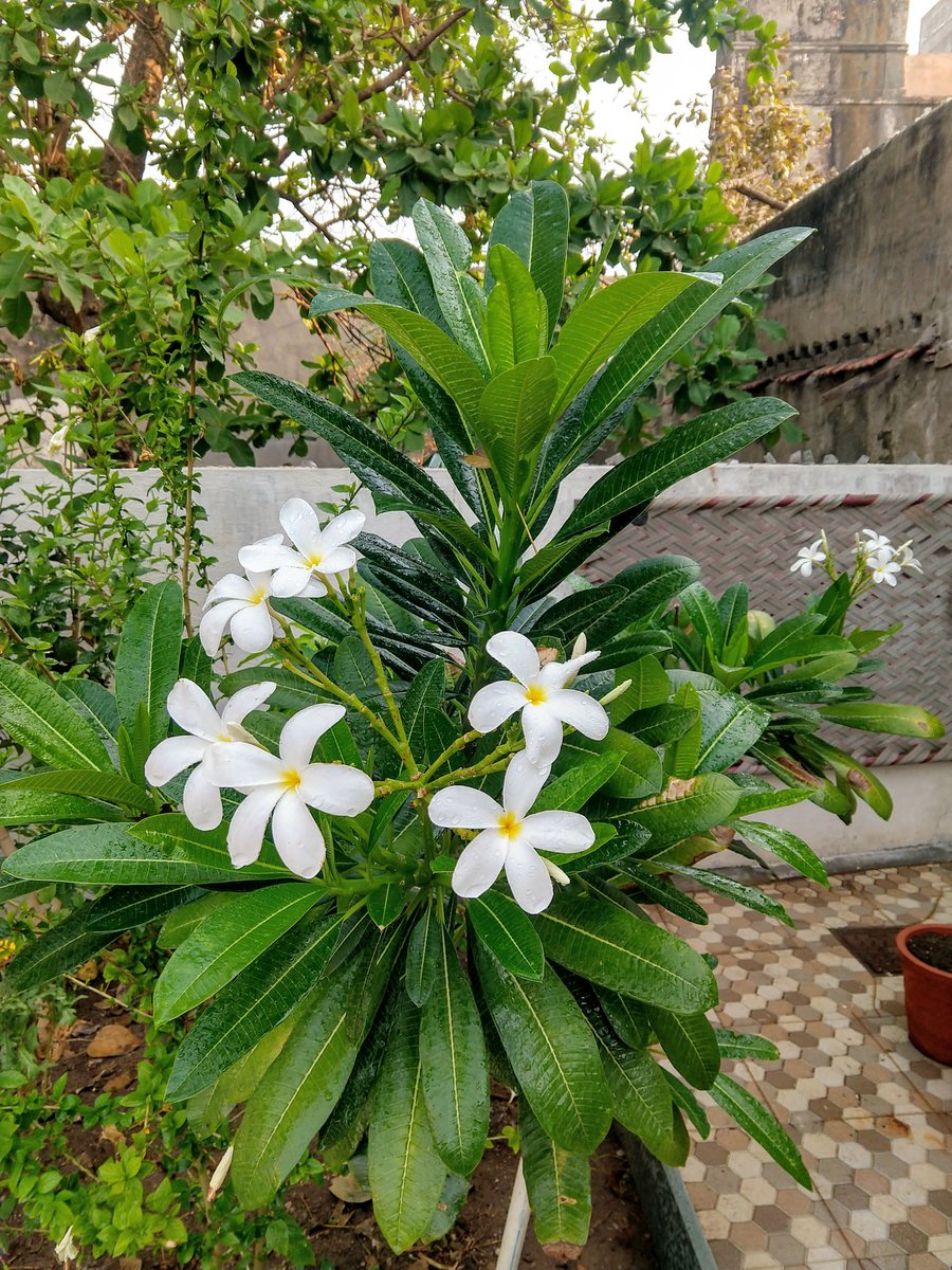 varunshahphoto's tweet photo. Some flowers started blooming of "Parijat" (night-flowering Jasmine) at my garden.
#flowersphotography
#champa
#shevanti
#nightfloweringjasmine
#flowerstagram
#plumeriaalba https://t.co/oujZ0nNNTY