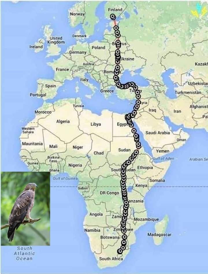 SKankaanrinta's tweet photo. Mehiläishaukan muuttomatka. Keskimäärin 230km/pv. Ajatelkaa nyt tuota suorituskykyä ja suuntavaistoa ilman gps-härveleitä tai edes kompassia. On se jännä että me edelleen arvostamme omankaltaista älyämme kaiken muun yläpuolelle. (Kuva fb-ryhmästä) https://t.co/qi8G8DjXK8