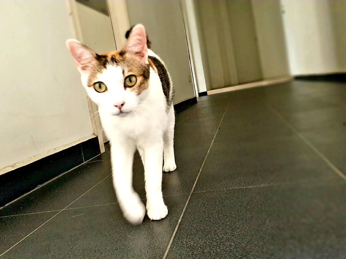 CatWidget's tweet photo. 🎶 Well, you can tell by the way I use my walk, I'm a pussy cat, no time to talk... 🎶 https://t.co/WMfvjweab9