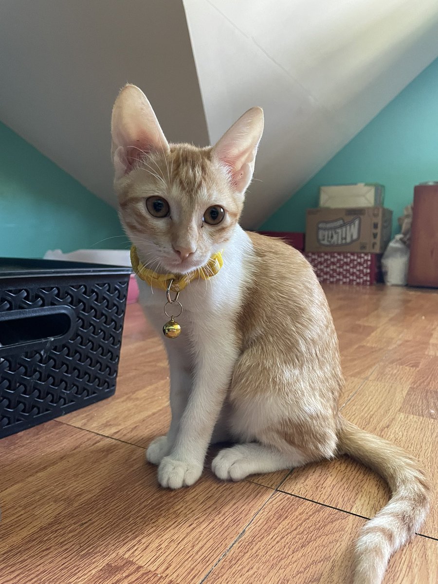 neotanniecart's tweet photo. free cat adoption !

just trying my luck here since i haven’t found the perfect adopter for my kitten yet :< here’s Yangyang, a female puspin. 4 months old, can eat dry and wet food, milk, treats, vitamins. Rlly sweet and behaved! Please help rt :<

loc: qc
ic cat wts https://t.co/AdRb7qdzkb